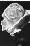 Rose_2_1