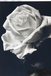 Rose_2_2