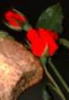 Bread_roses