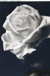 Blackwhiterose