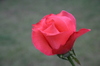 Rose_also