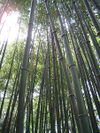 Bamboo