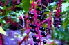 Purple_berries_2