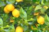 Lemon_tree