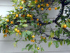 Lemon_tree_also
