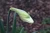 Daffodil_1