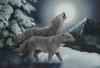 Two_wolves Two_wolves