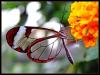 Glasswing_one