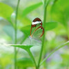 Glasswing_three