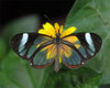 Glasswing_two