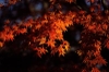 Fall_branch