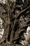Old_tree