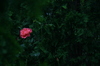 Rose_picasa
