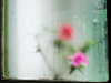 Rose_behind_glass