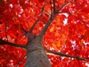 Red_oak