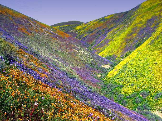 Mountain flowers
