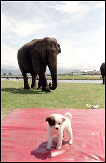 Elephant_and_dog