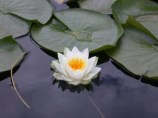 Lotus_1_
