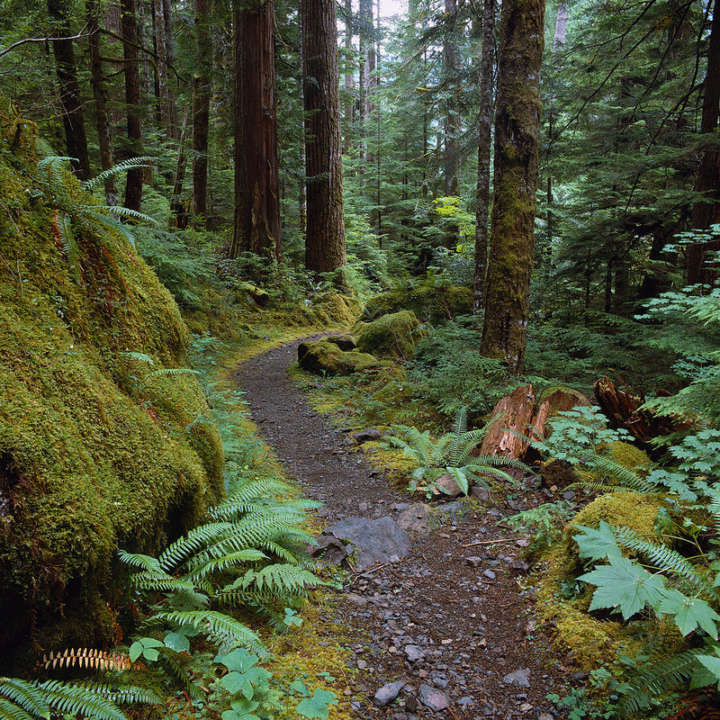 Rugged_Mossy_Forest_Path_S