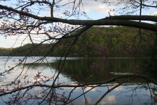 Radnor lake, mountains, spring buds