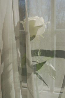 Rose behind curtain