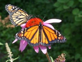 Alive-hospice-butterfly-release-1