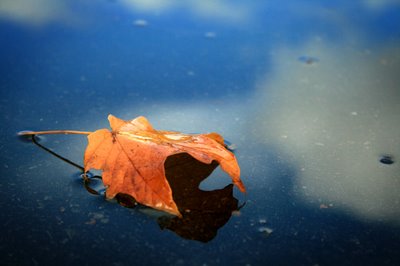 Leaf_reflection_sky_forweb