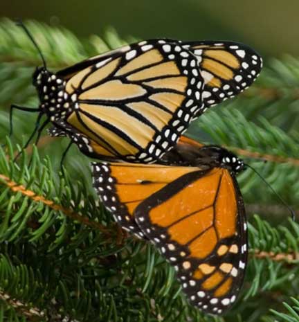 Monarchs mating 