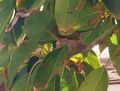 Hummingbird05042010