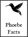 Phoebefacts