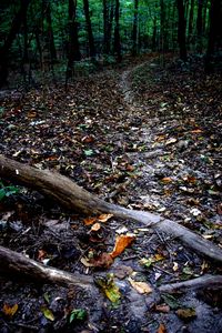 Path 1