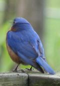 BarryPikesbluebird_n
