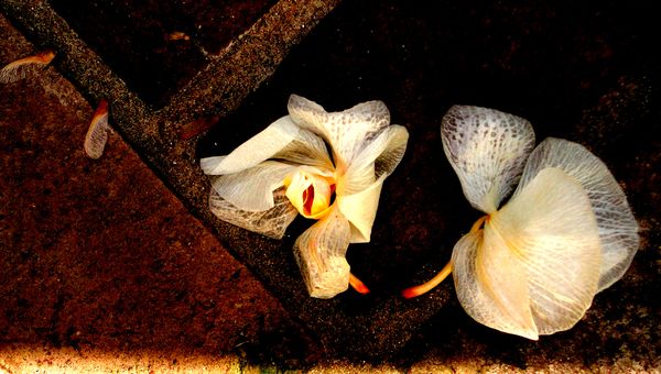 Fire orchids copyright erie chapman 2011 Fire orchids copyright erie chapman 2011