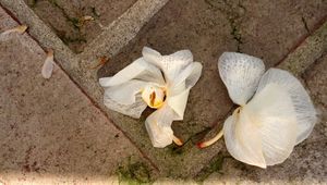 Two fallen orchids #3 - Erie Chapman 2011