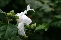 Spring rain white flower