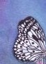 Blackbutterflywings Blackbutterflywings