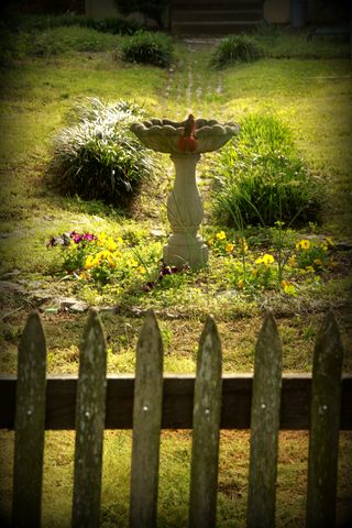 Garden with cardinal