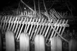 Fence lines bw