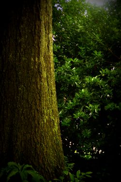 Trunk of willow oak - erie chapman