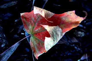Late autumn leaf