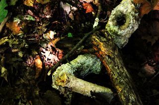 Forest embrace copyright erie chapman 2012