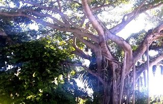 Banyan 1 copyright erie chapman 2012