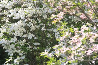 Dogwood trees in bloom