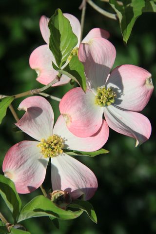 Three dogwood