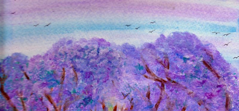Jacaranda