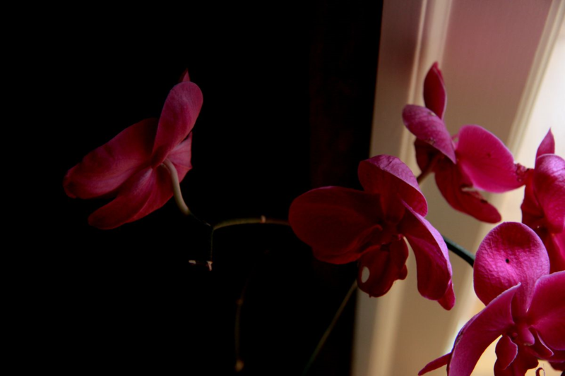 Orchids dark light