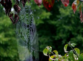 Spider web 3 copyright erie chapman 2013
