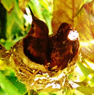 31248_1431120612363_5024678_n