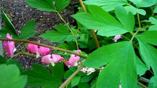Bleeding hearts, olmsted home 2