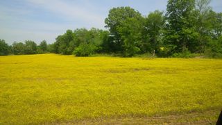 Shiloh fields of yellow
